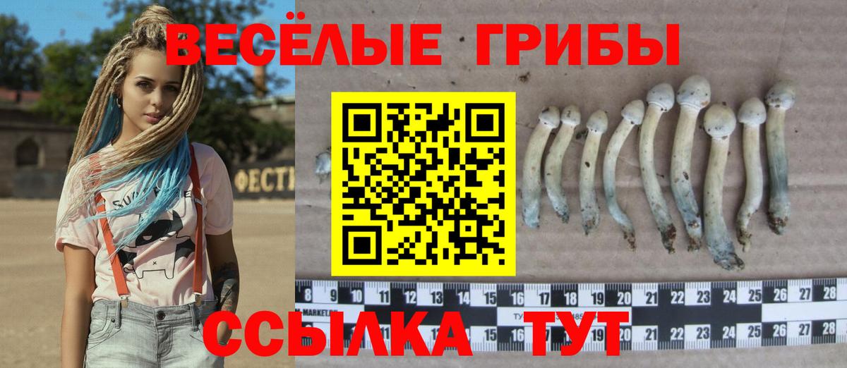 Псилоцибиновые грибы Psilocybe Нововоронеж